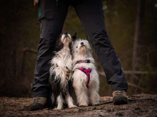 Chinese Crested (Chinesischer Schopfhund)-Beitrag-Bild