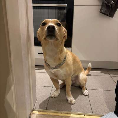 Hundetreffen-Gassi / Spiel Partner gesucht-Bild