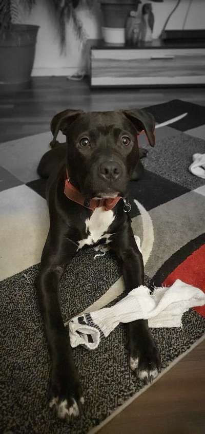 Fellnaseliebe-Beitrag-Bild