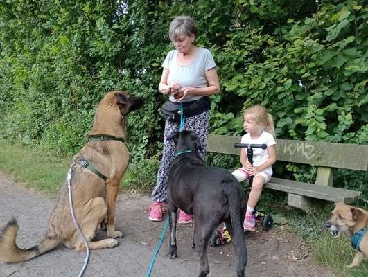 Tierschutzhunde suchen ein Zuhause-Beitrag-Bild