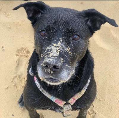 Hund aus dem Spanischen Tierschutz-Beitrag-Bild