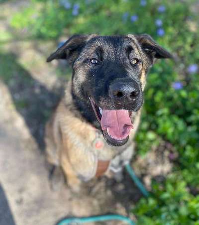 Tierschutzhunde suchen ein Zuhause-Beitrag-Bild