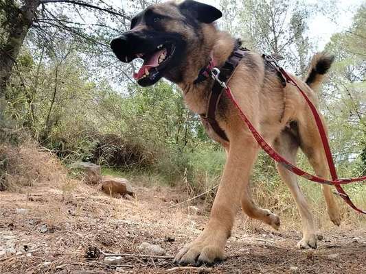 Tierschutzhunde suchen ein Zuhause-Beitrag-Bild