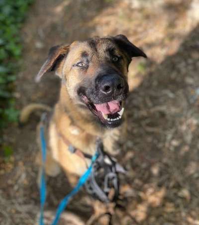 Tierschutzhunde suchen ein Zuhause-Beitrag-Bild