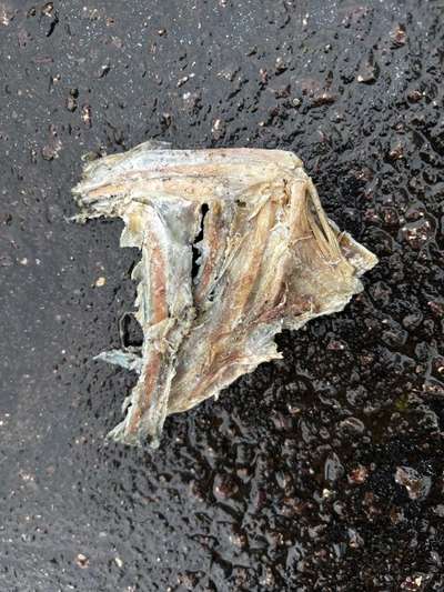 Mein Hund hatte irgendwas im Mund-Beitrag-Bild