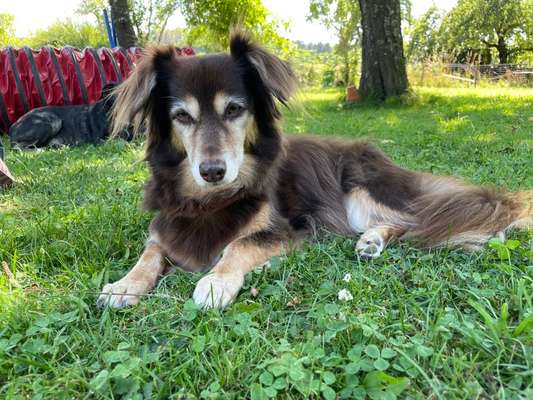 Wie heißt dein Hund?-Beitrag-Bild