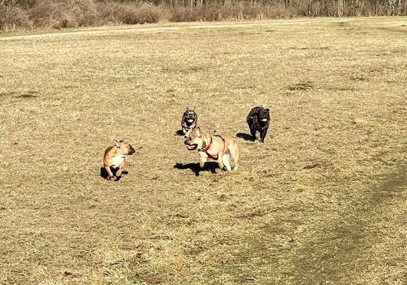 Hundetreffen-Munich Frenchie Club💚-Bild