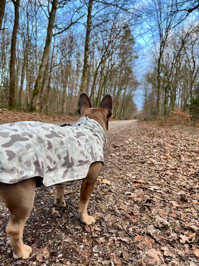 Hundetreffen-Entspannte GassiRunden in u um München-Bild