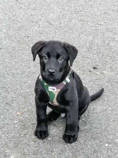 Labradorfans-Beitrag-Bild