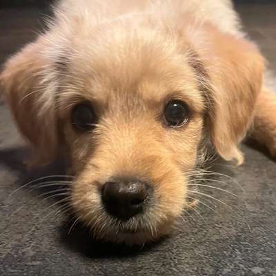 Hundetreffen-Welpentreffen oder Treffen mit sozialverträglichen Hunden-Profilbild