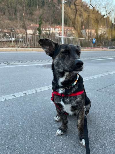 Hundetreffen-Social Walks, Spielpartner & Training-Bild