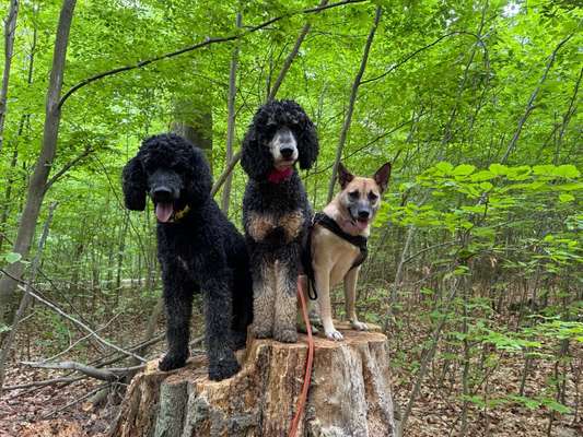Hundetreffen-Trainingsrunde-Bild