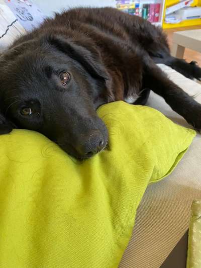 Dackelblick-Beitrag-Bild