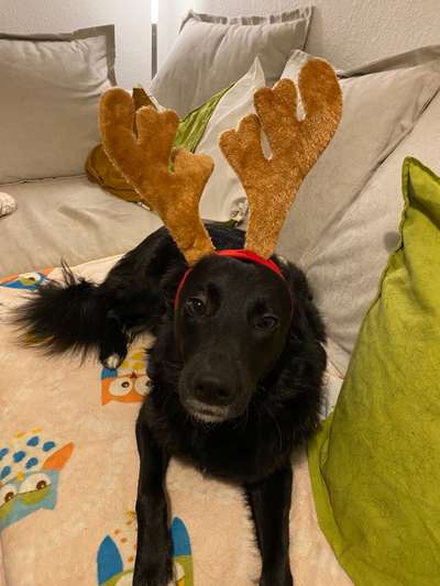 Dogorama Photo Challenge- genervter Blick-Beitrag-Bild