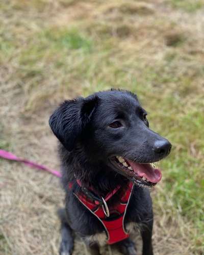 Hundetreffen-Spielen,Kontakt,Gassirunde-Bild