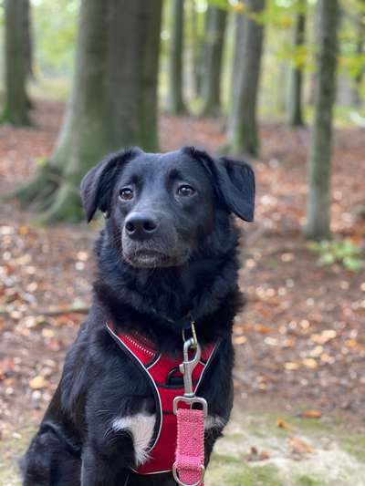 Dogorama Photo Challenge - Portrait-Beitrag-Bild