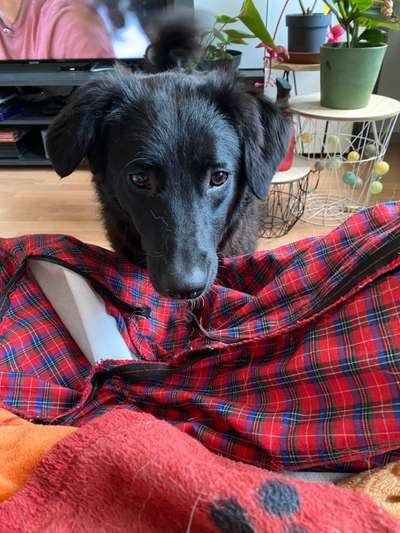 Dogorama Foto Challenge - Erwischt-Beitrag-Bild