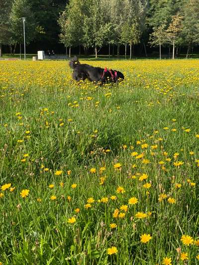 Dogorama Photo Challenge- Der Nase nach-Beitrag-Bild