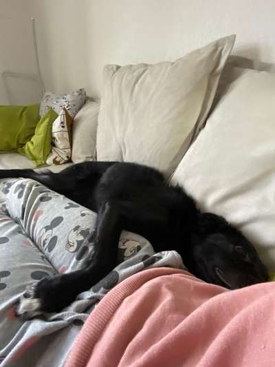 Vertrauen zwischen Hund und Halter-Beitrag-Bild