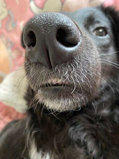 42. Handy Fotochallenge - Den richtigen Riecher haben-Beitrag-Bild