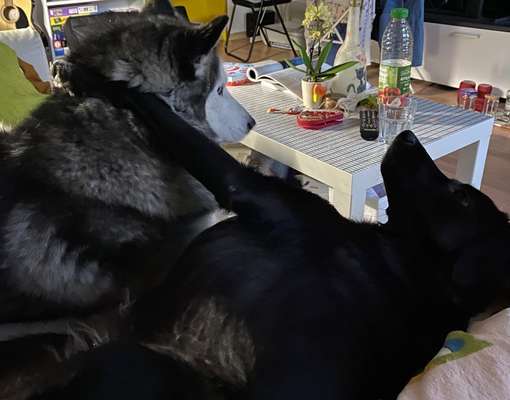 Foto Challenge 103    Hundefreundschaften-Beitrag-Bild