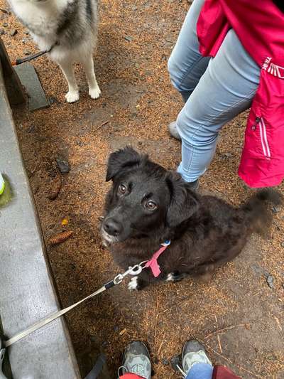 Mischlingshunde Foto Aufruf-Beitrag-Bild