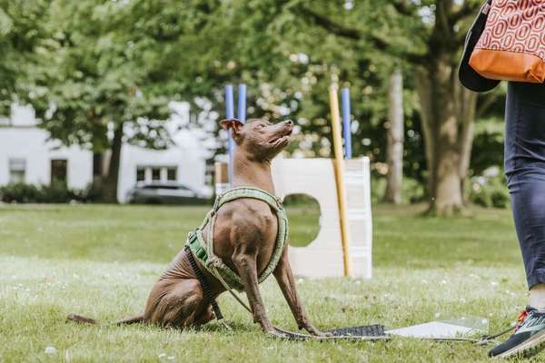 Giftköder-Crossdogging-Bild