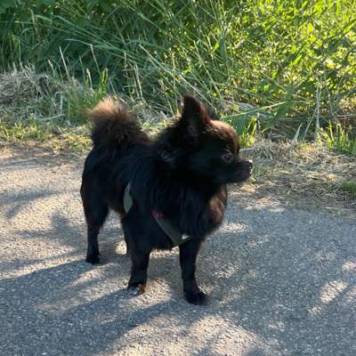 Hundetreffen-Spielfreunde-Bild