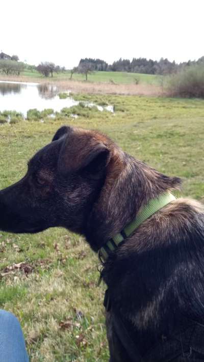 Hundetreffen-Spiele Kumpel:innen gesucht-Bild