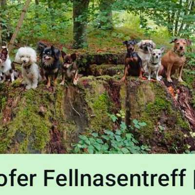 Hundetreffen-Kleinhunde - Gassitreff in Gersthofen-Bild