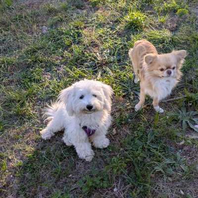 Hundetreffen-Treffen Zwergenbande-Bild