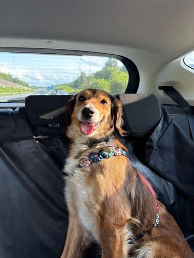 Segugio-Mix-Beitrag-Bild