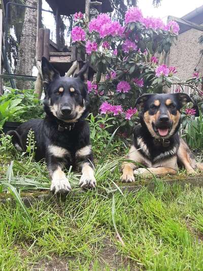 Die Dogorama Monats Challenge "Es grünt und blüht"-Beitrag-Bild