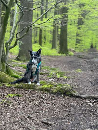 Wie kamst du zu deinem Hund?-Beitrag-Bild