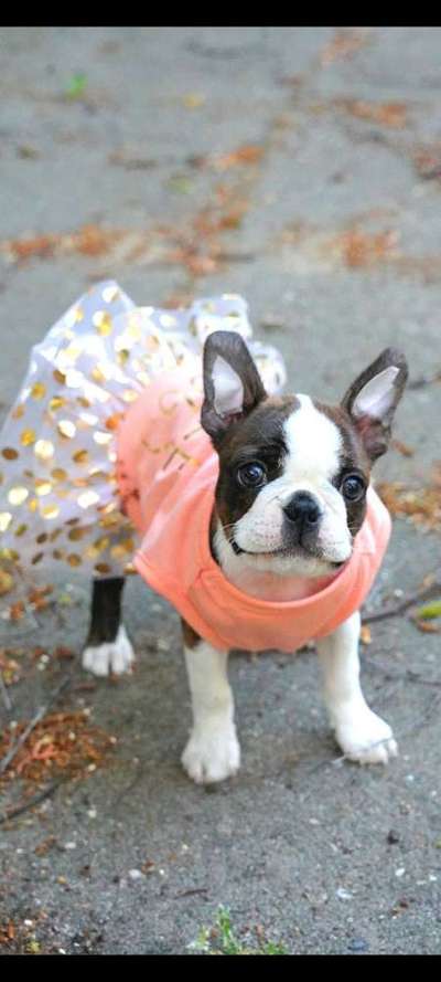 Dogorama Photo Challenge - Festliches Accessoires-Beitrag-Bild