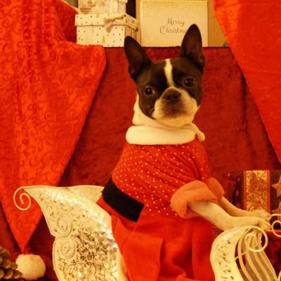 Dogorama Photo Challenge - Festliches Accessoires-Beitrag-Bild