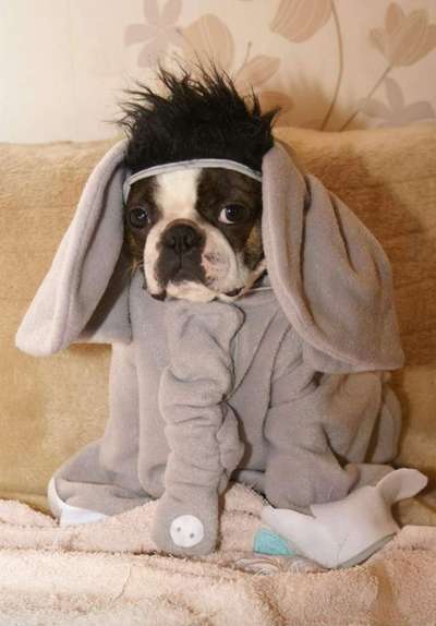 Dogorama Photo Challenge - Festliches Accessoires-Beitrag-Bild