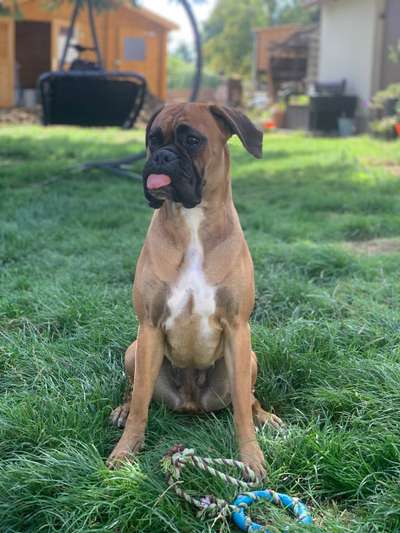 Dogorama Photo Challenge - Der Frühling kommt-Beitrag-Bild