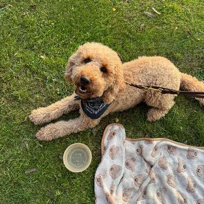 Hundetreffen-Playdate 🐾-Bild