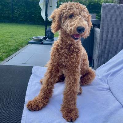 Hundetreffen-Playdate (Junghund) 🐾-Bild