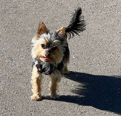 Dogorama Photo Challenge - Portrait-Beitrag-Bild