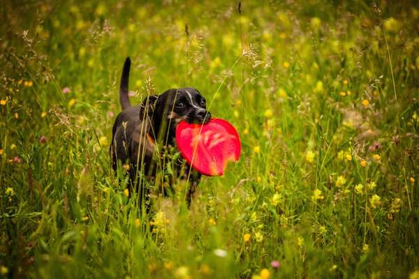 Die Dogorama Monats Challenge "Es grünt und blüht"-Beitrag-Bild