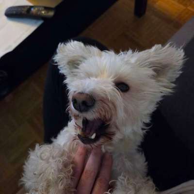 Hundetreffen-Treffen zum-Bild