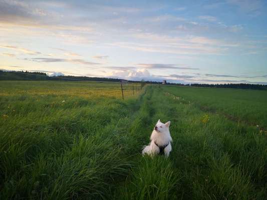 Hundetreffen-Souveräne Hunde zum lernen gesucht-Bild