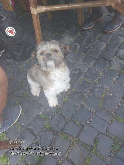 Shih Tzu von Jung bis Senioren-Beitrag-Bild