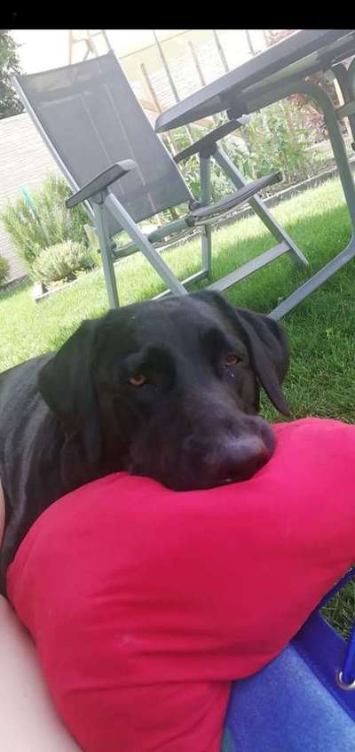 Dein Hund im Dogorama-Kalender 2021-Beitrag-Bild