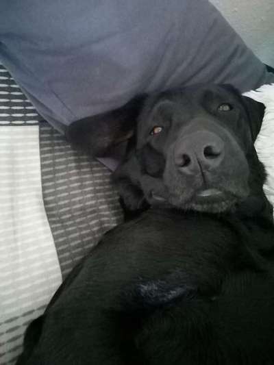 Dein Hund im Dogorama-Kalender 2021-Beitrag-Bild