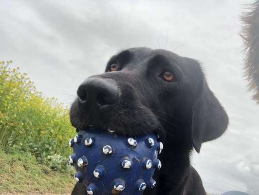 Labradorfans-Beitrag-Bild