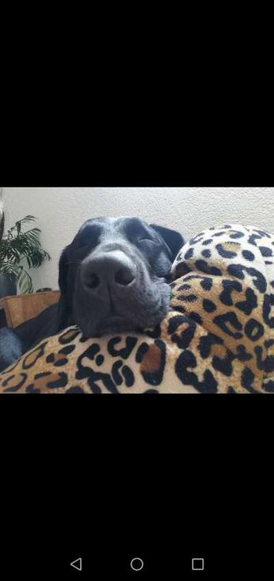 Dein Hund im Dogorama-Kalender 2021-Beitrag-Bild