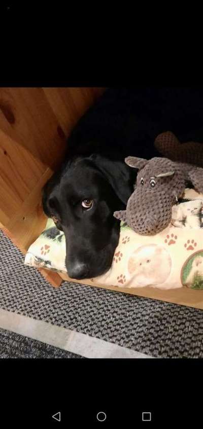 Dein Hund im Dogorama-Kalender 2021-Beitrag-Bild